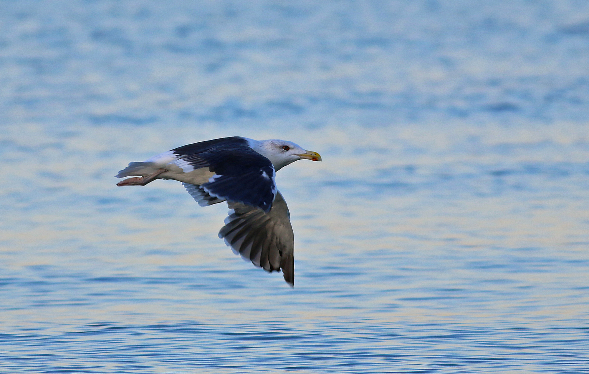 Great Black-backed Gull